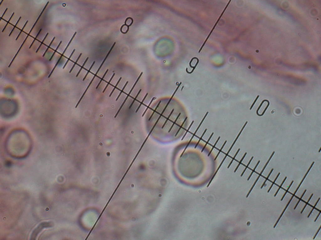 Tephrocybe sphaerospora Khun.& Romagn.